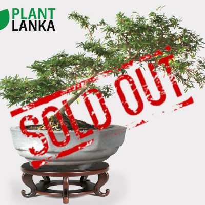 Durantha ( දුරන්ත ) Bonsai Plant 3- 4 years old