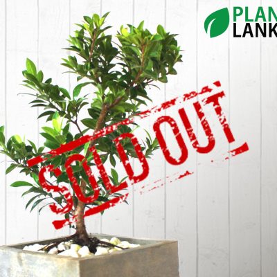 Plant Lanka - Bonsai Plants in Sri Lanka