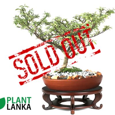 Plant Lanka - Bonsai Plants in Sri Lanka