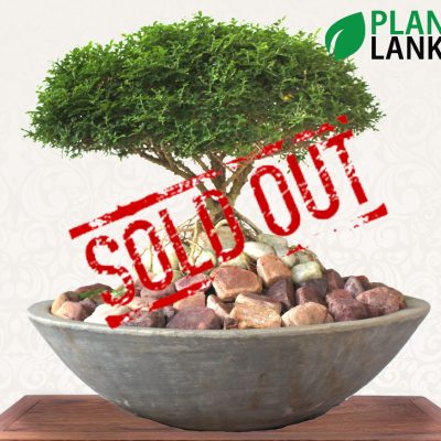 Plant Lanka - Gift Bonsai Plants in Sri Lanka