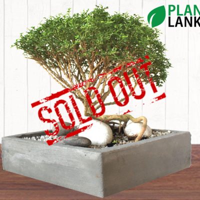 Plant Lanka - Bonsai Plants in Sri Lanka