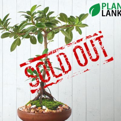 Plant Lanka - Bonsai Plants in Sri Lanka