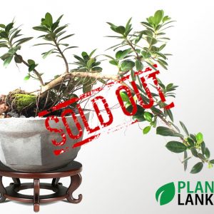 Plant Lanka - Gift Bonsai Plants in Sri Lanka