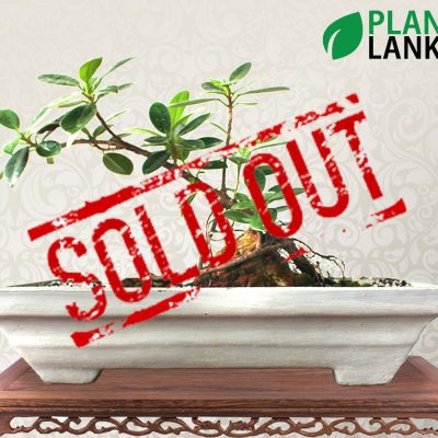 Plant Lanka - Bonsai Plants in Sri Lanka