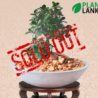 Plant Lanka - Bonsai Plants in Sri Lanka