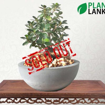 Largest bonsai collection in sri lanka