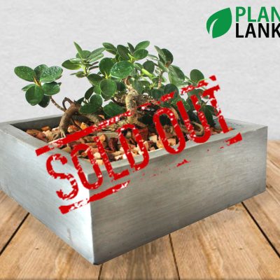 Plant Lanka - Gift Bonsai Plants in Sri Lanka