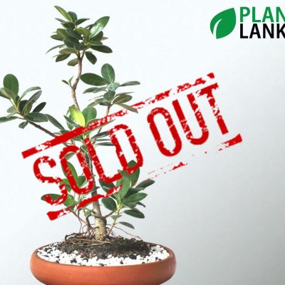 Plant Lanka - Bonsai Plants in Sri Lanka
