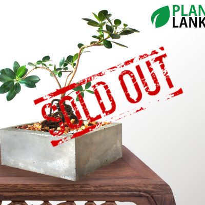Plant Lanka - Bonsai Plants in Sri Lanka