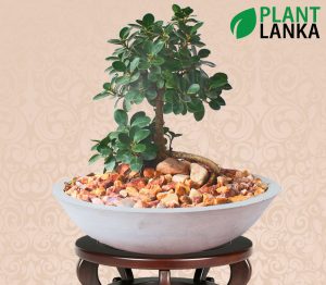 Plant Lanka - Bonsai Plants in Sri Lanka