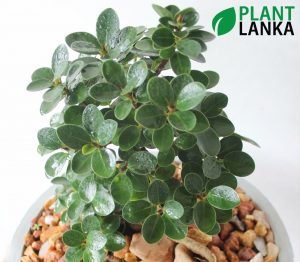 Plant Lanka - Bonsai Plants in Sri Lanka