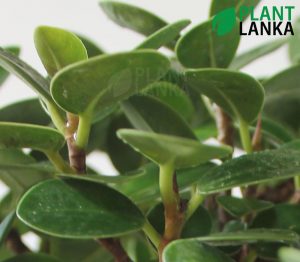 Plant Lanka - Bonsai Plants in Sri Lanka