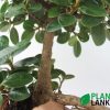 Plant Lanka - Bonsai Plants in Sri Lanka