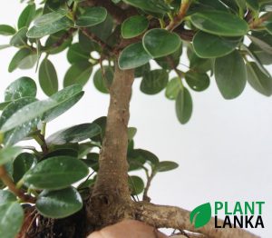 Plant Lanka - Bonsai Plants in Sri Lanka