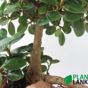 Plant lanka bonsai plants in sri lanka