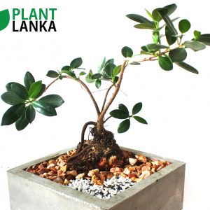 Plant Lanka – Bonsai Plants in Sri Lanka