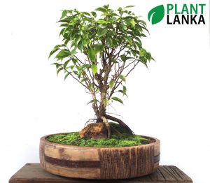 Plant Lanka - Bonsai Plants in Sri Lanka