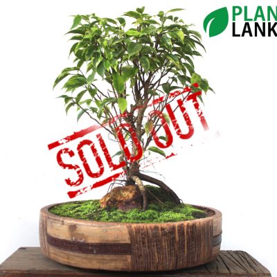 Plant Lanka - Gift Bonsai Plants in Sri Lanka