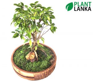 Plant Lanka - Bonsai Plants in Sri Lanka