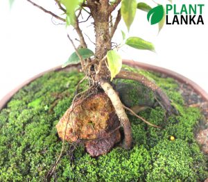 Plant Lanka - Bonsai Plants in Sri Lanka