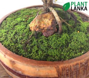 Plant Lanka - Bonsai Plants in Sri Lanka