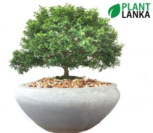 Plant Lanka - Bonsai Plants in Sri Lanka