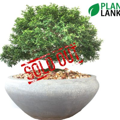Plant Lanka - Deliver premium plants in Sri Lanka