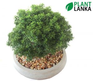 Plant Lanka - Bonsai Plants in Sri Lanka