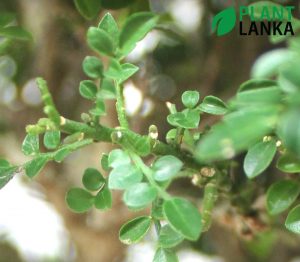 Plant Lanka - Bonsai Plants in Sri Lanka