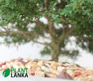 Plant Lanka - Bonsai Plants in Sri Lanka