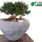Plant Lanka - Bonsai Plants in Sri Lanka