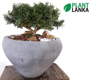 Plant Lanka - Bonsai Plants in Sri Lanka