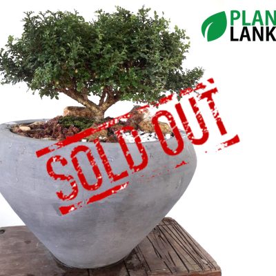 Plant Lanka - Gift Bonsai Plants in Sri Lanka