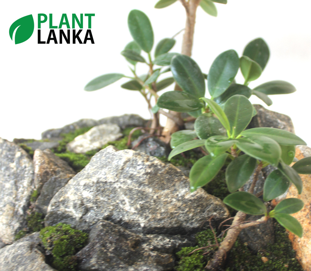 Plant Lanka - Bonsai Plants in Sri Lanka