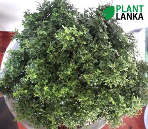 Plant Lanka - Bonsai Plants in Sri Lanka