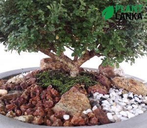 Plant Lanka - Bonsai Plants in Sri Lanka