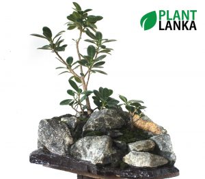 Plant Lanka - Bonsai Plants in Sri Lanka