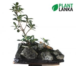 Plant Lanka - Bonsai Plants in Sri Lanka