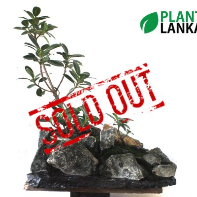 Plant Lanka - Deliver premium plants in Sri Lanka