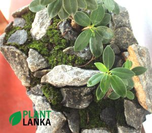 Plant Lanka - Bonsai Plants in Sri Lanka