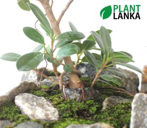 Plant Lanka - Bonsai Plants in Sri Lanka