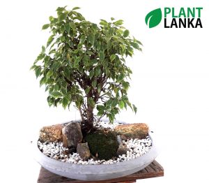 Plant Lanka - Bonsai Plants in Sri Lanka