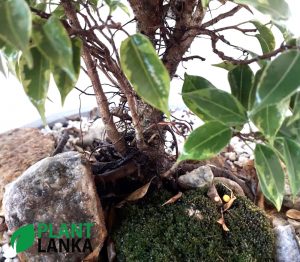 Plant Lanka - Bonsai Plants in Sri Lanka