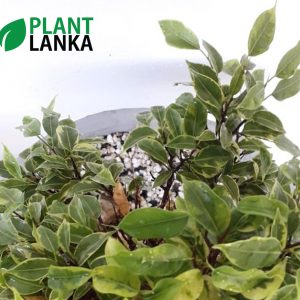 Plant Lanka – Bonsai Plants in Sri Lanka