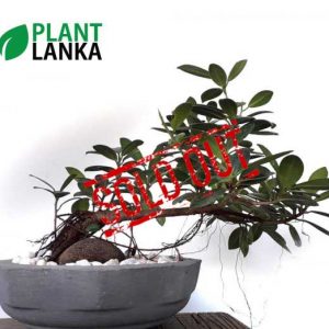 Largest bonsai collection in sri lanka