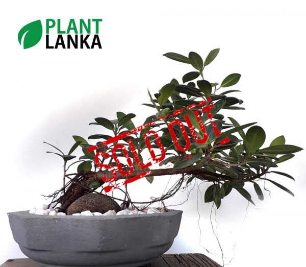 Largest bonsai collection in sri lanka