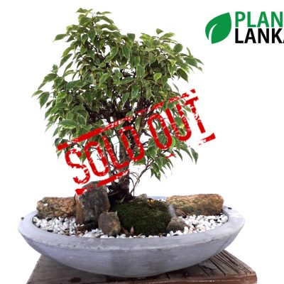 Plant Lanka - Gift Bonsai Plants in Sri Lanka