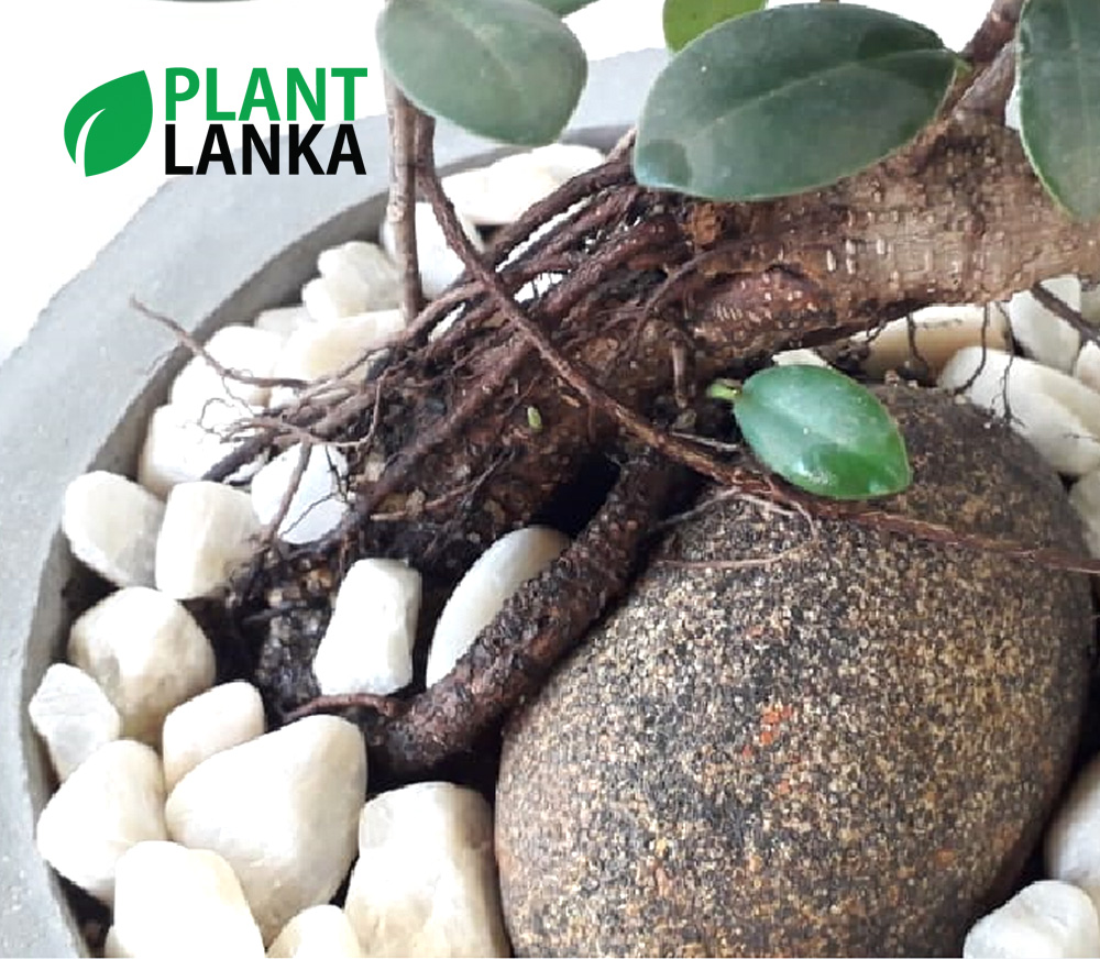 Plant Lanka - Gift Bonsai Plants in Sri Lanka