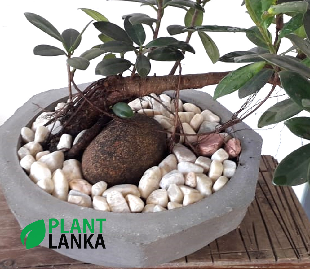 Plant Lanka - Gift Bonsai Plants in Sri Lanka