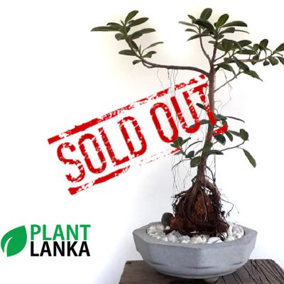 Plant Lanka - Gift Bonsai Plants in Sri Lanka